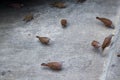 Ruddy ground dove, Columbine talpacoti eating on the street floor. Common dove on the street eating corn.