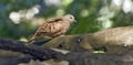 Ruddy ground dove under the shade of the leafy tree