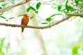 Ruddy Kingfisher-Halcyon coromanda bangsi Royalty Free Stock Photo