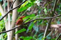 Ruddy Kingfisher-Halcyon coromanda bangsi Royalty Free Stock Photo