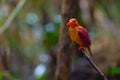 Ruddy Kingfisher-Halcyon coromanda bangsi Royalty Free Stock Photo