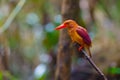 Ruddy Kingfisher-Halcyon coromanda bangsi Royalty Free Stock Photo