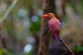 Ruddy Kingfisher-Halcyon coromanda bangsi Royalty Free Stock Photo