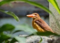 Ruddy Kingfisher Halcyon coromanda Royalty Free Stock Photo