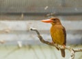 Ruddy Kingfisher Halcyon coromanda Royalty Free Stock Photo