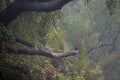 Ruddy Kingfisher in Sundarbans national park in Bangladesh Royalty Free Stock Photo