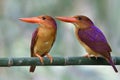 Ruddy kingfishers, most beautiful red bird together perching during mating season could be found in Thailand and asia