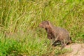 Ruddy Mongoose at Daroji wildlife Royalty Free Stock Photo