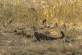 Ruddy Mongoose in front of Deenanath Grass