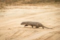 Ruddy mongoose Herpestes smithii on the road in Yala National Park, Sri Lanka, Asia. Beautiful wildlife scene from nature