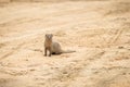 Ruddy mongoose Herpestes smithii on the road in Yala National Park, Sri Lanka, Asia. Beautiful wildlife scene from nature