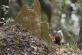 Ruddy Mongoose - Herpestes smithii