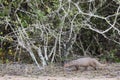 Ruddy Mongoose - Herpestes smithii