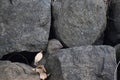 Ruddy mongoose hiding