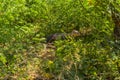 Ruddy mongoose walking at the bushes, Yala National Park in Sri Lanka