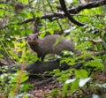 Ruddy mongoose walking by the fallen tree log with tree leaves foreground Royalty Free Stock Photo