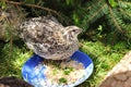 Ruddy quail at a feeding bowl