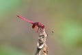 Ruddy (Scarlet) Marsh Skimmer/Crimson Darter(Crocothemis servilia) Dragonfly