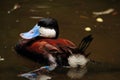 Ruddy Shelduck