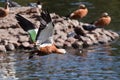 The Ruddy Shelduck Royalty Free Stock Photo