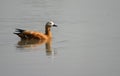 Ruddy shelduck Royalty Free Stock Photo