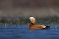 Ruddy Shelduck Royalty Free Stock Photo