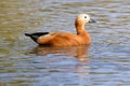 Ruddy Shelduck Royalty Free Stock Photo