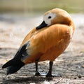 Ruddy Shelduck Royalty Free Stock Photo