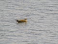 Ruddy Shelduck or Brahminy Duck isolated swimming Royalty Free Stock Photo