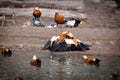 Ruddy Shelduck, Brahminy Duck, Tadorna ferruginea