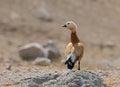 Ruddy Shelduck, Casarca, Tadorna ferruginea Royalty Free Stock Photo