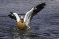 Ruddy shelduck with damaged wing Royalty Free Stock Photo