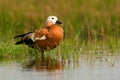 Ruddy Shelduck female