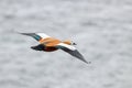 Ruddy shelduck female flying Royalty Free Stock Photo