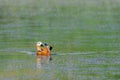 Ruddy Shelduck female in its natural habitat Royalty Free Stock Photo