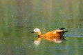 Ruddy Shelduck female in its natural habitat Royalty Free Stock Photo