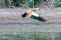 Ruddy Shelduck female in its natural habitat Royalty Free Stock Photo