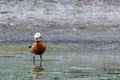 Ruddy Shelduck female in its natural habitat Royalty Free Stock Photo