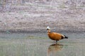 Ruddy Shelduck female in its natural habitat Royalty Free Stock Photo