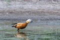 Ruddy Shelduck female in its natural habitat Royalty Free Stock Photo