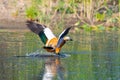 Ruddy Shelduck female in its natural habitat Royalty Free Stock Photo