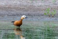 Ruddy Shelduck female in its natural habitat Royalty Free Stock Photo