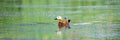 Ruddy Shelduck female in its natural habitat Royalty Free Stock Photo