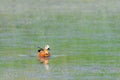 Ruddy Shelduck female in its natural habitat Royalty Free Stock Photo