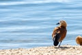 Ruddy Shelduck female in its natural habitat Royalty Free Stock Photo