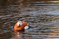 Ruddy Shelduck female in a pond Royalty Free Stock Photo