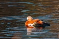 Ruddy Shelduck female in a pond. Royalty Free Stock Photo