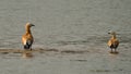 Ruddy shelduck in a field Royalty Free Stock Photo