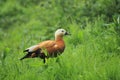 Ruddy shelduck Royalty Free Stock Photo