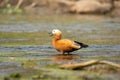 Ruddy Shelduck with its Beak Open Royalty Free Stock Photo